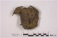 藏品(擬黑莖黃苔)的圖片